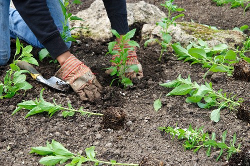 Gardener shaping a boundary hedge in Cann Hall