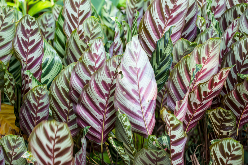flower borders garden