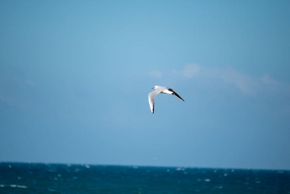 A seagull with white and gray plumage, black wingtips, and an orange beak is gliding through the clear blue sky above a calm ocean. The water below has gentle waves, and the horizon line separates the