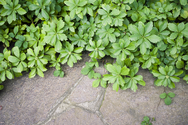 Garden lawn